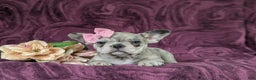 French Bulldog dogs for sale: Nadia - Ad 31