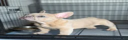 French Bulldog dogs for sale: French Bulldog 1 - Ad 5
