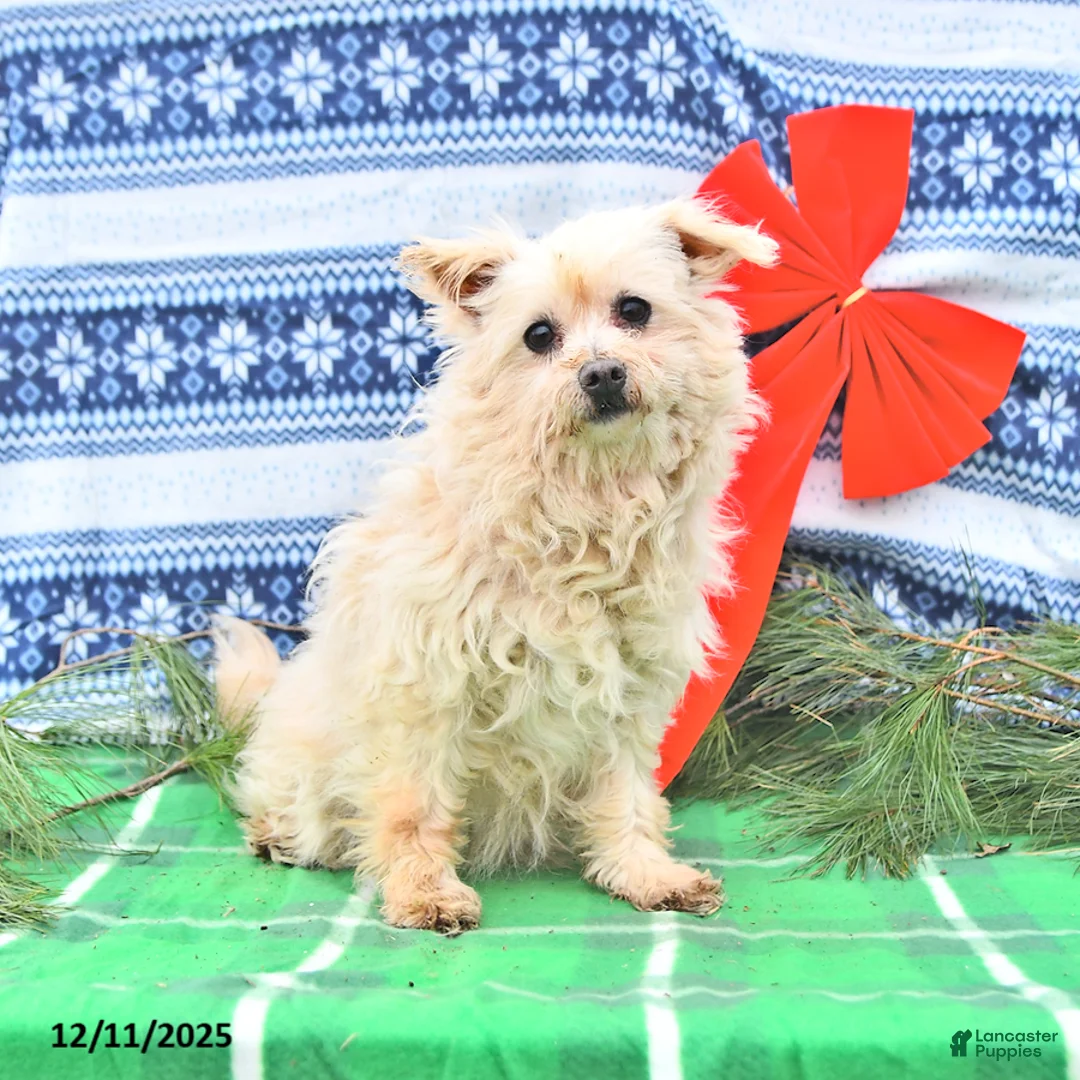 Pomapoo dogs for sale: Litter of Pomapoo - Ad 1