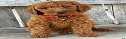 Irish Doodle dogs for sale: Brooklyn - Ad 7