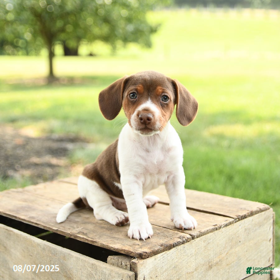 Puppies Beagle Jack Jack Russell Terrier Puppy And English Beagle