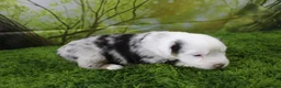 Miniature Australian Shepherd dogs for sale: George - Ad 8