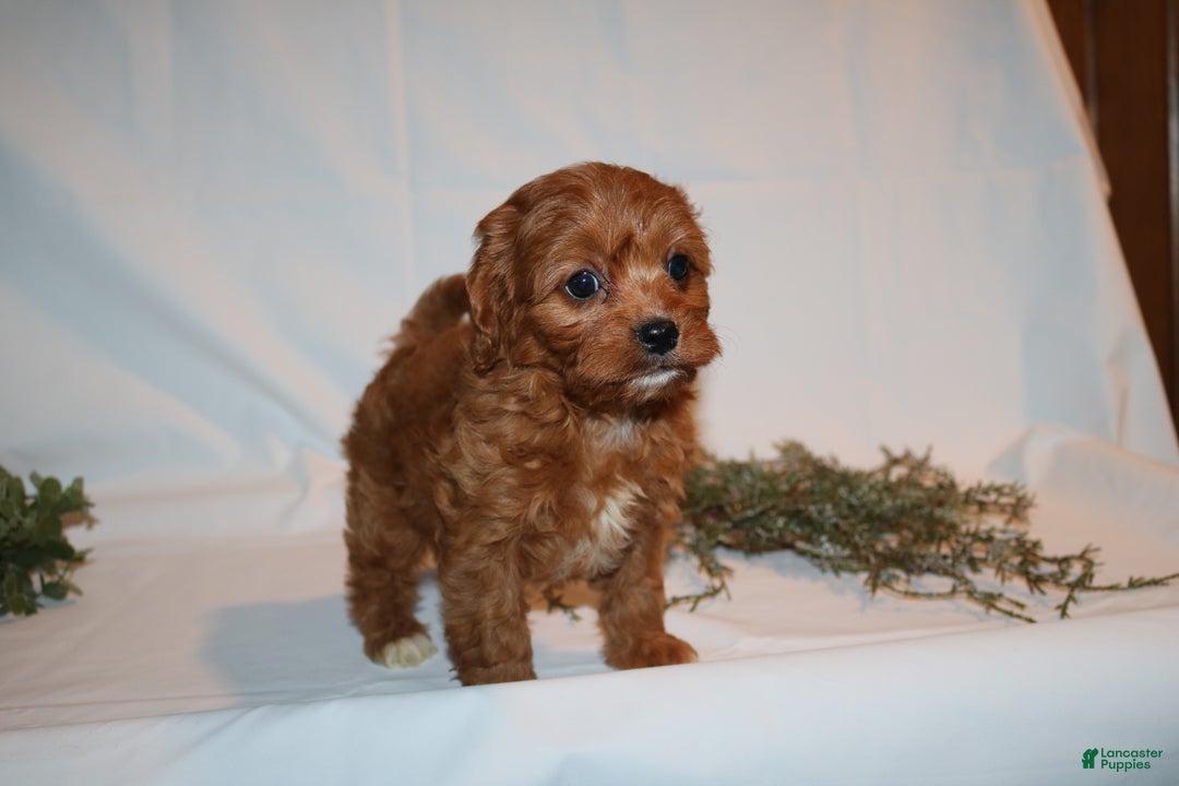 Cavapoo dogs for sale: Stacey  - Ad 9