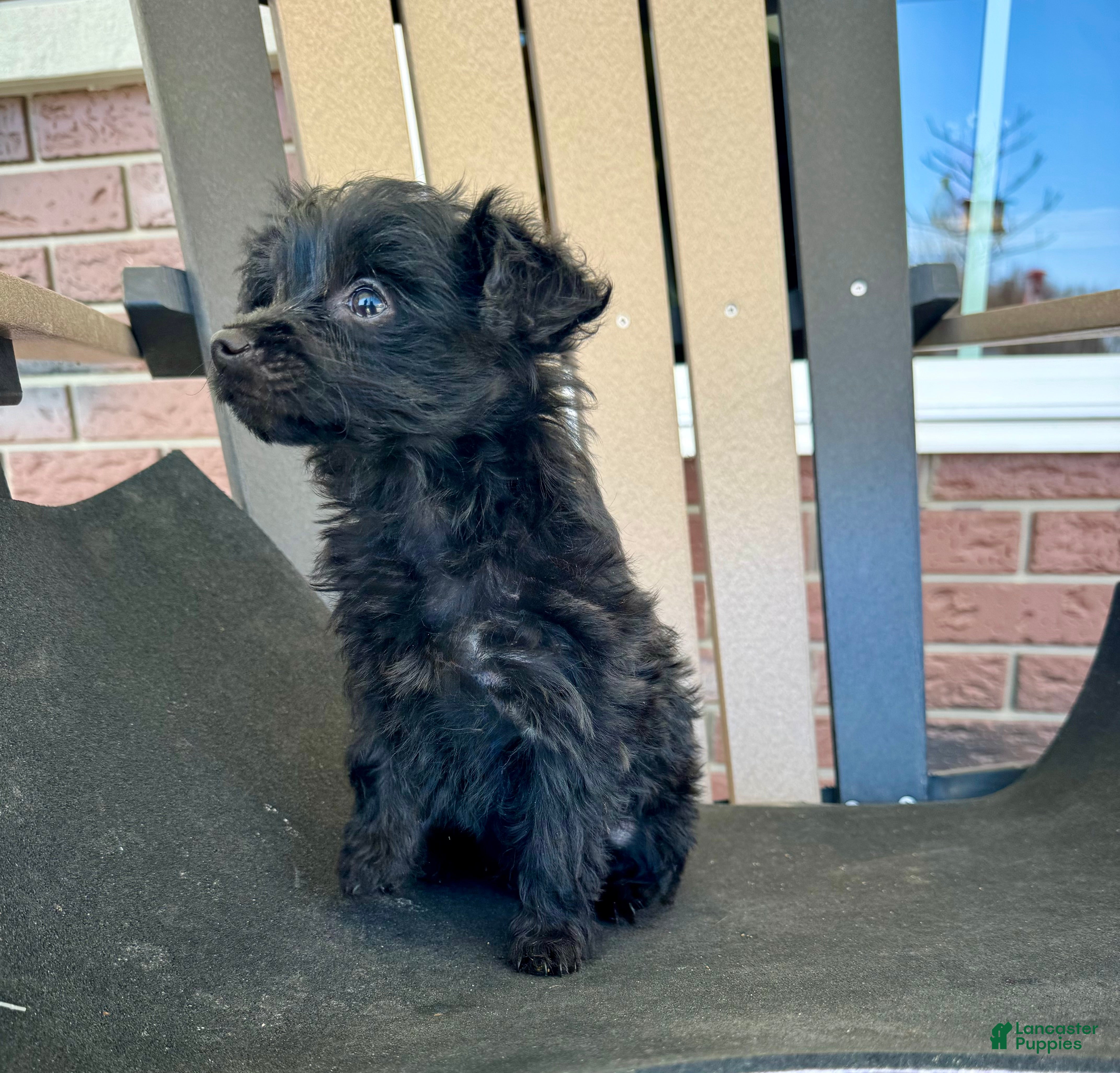 Yorkiepoo dogs Hucky - Ad 2
