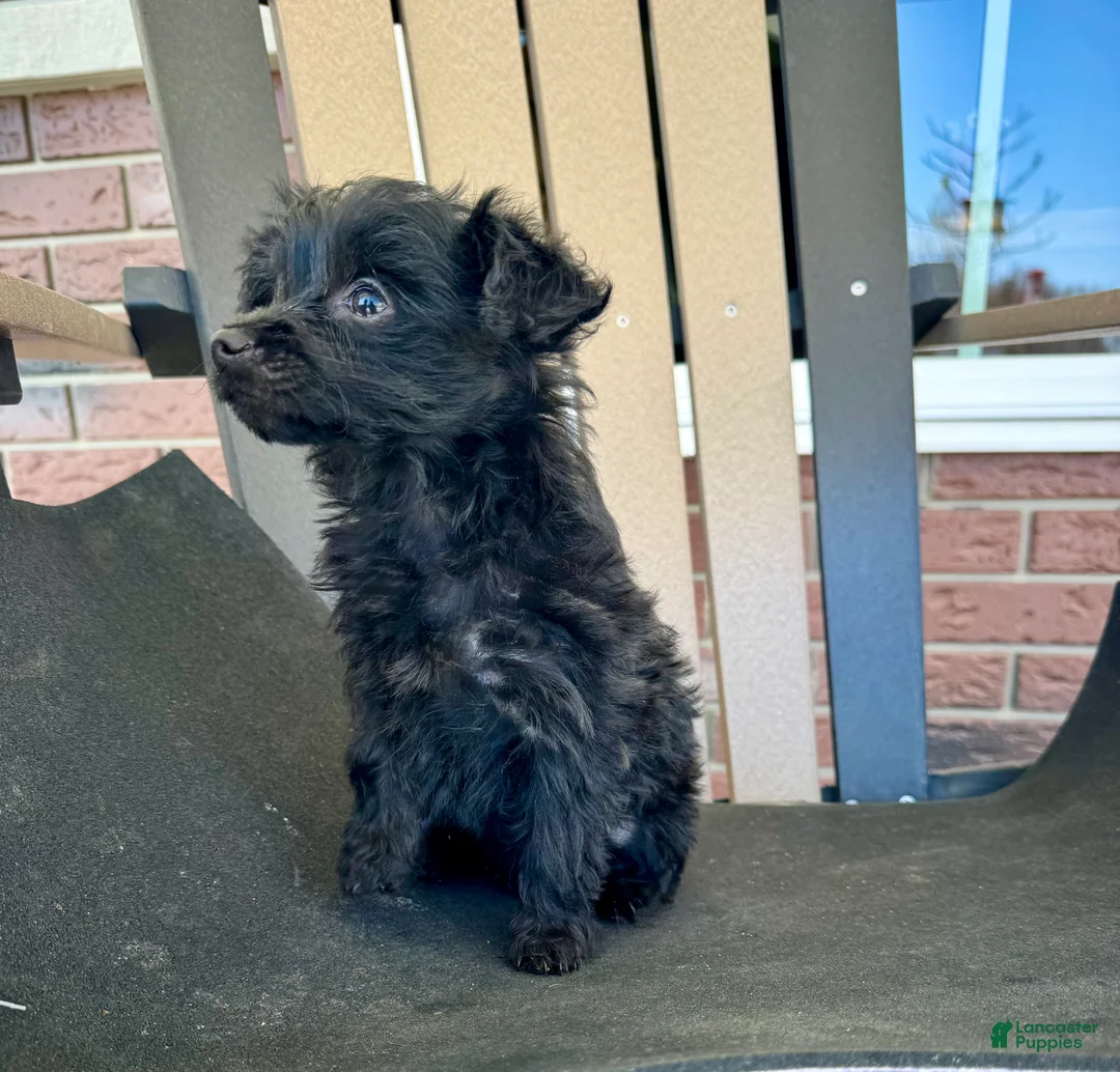 Yorkiepoo dogs for sale: Hucky - Ad 2