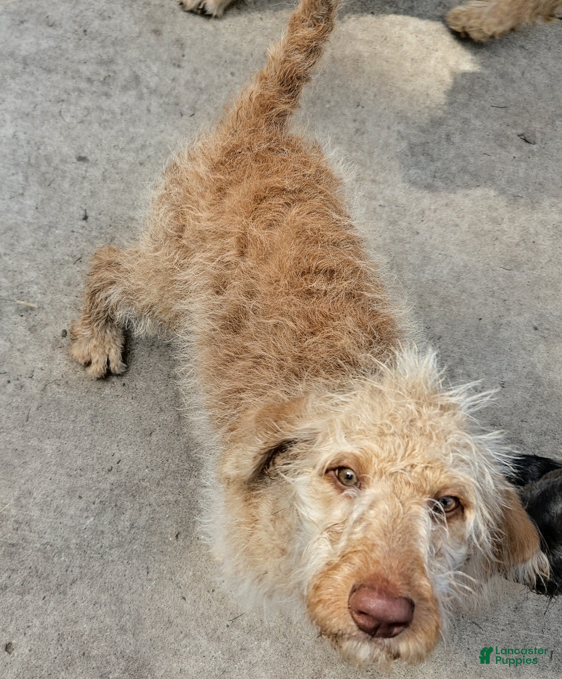 Labradoodle dogs Annie - Ad 2