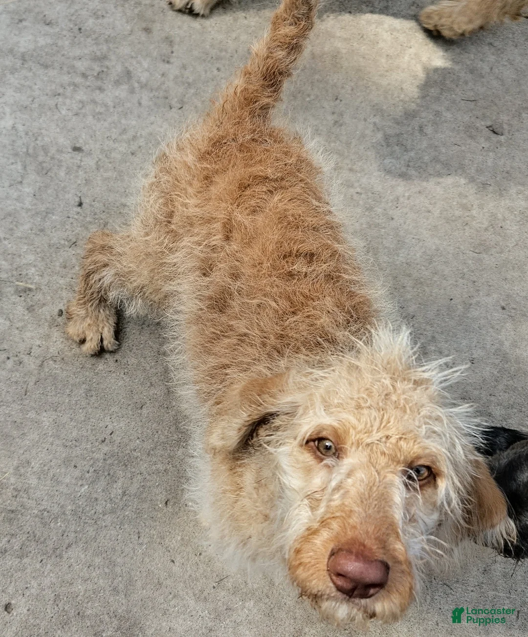 Labradoodle dogs for sale: Annie - Ad 2
