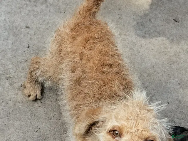 Labradoodle dogs for sale: Annie - Ad 2