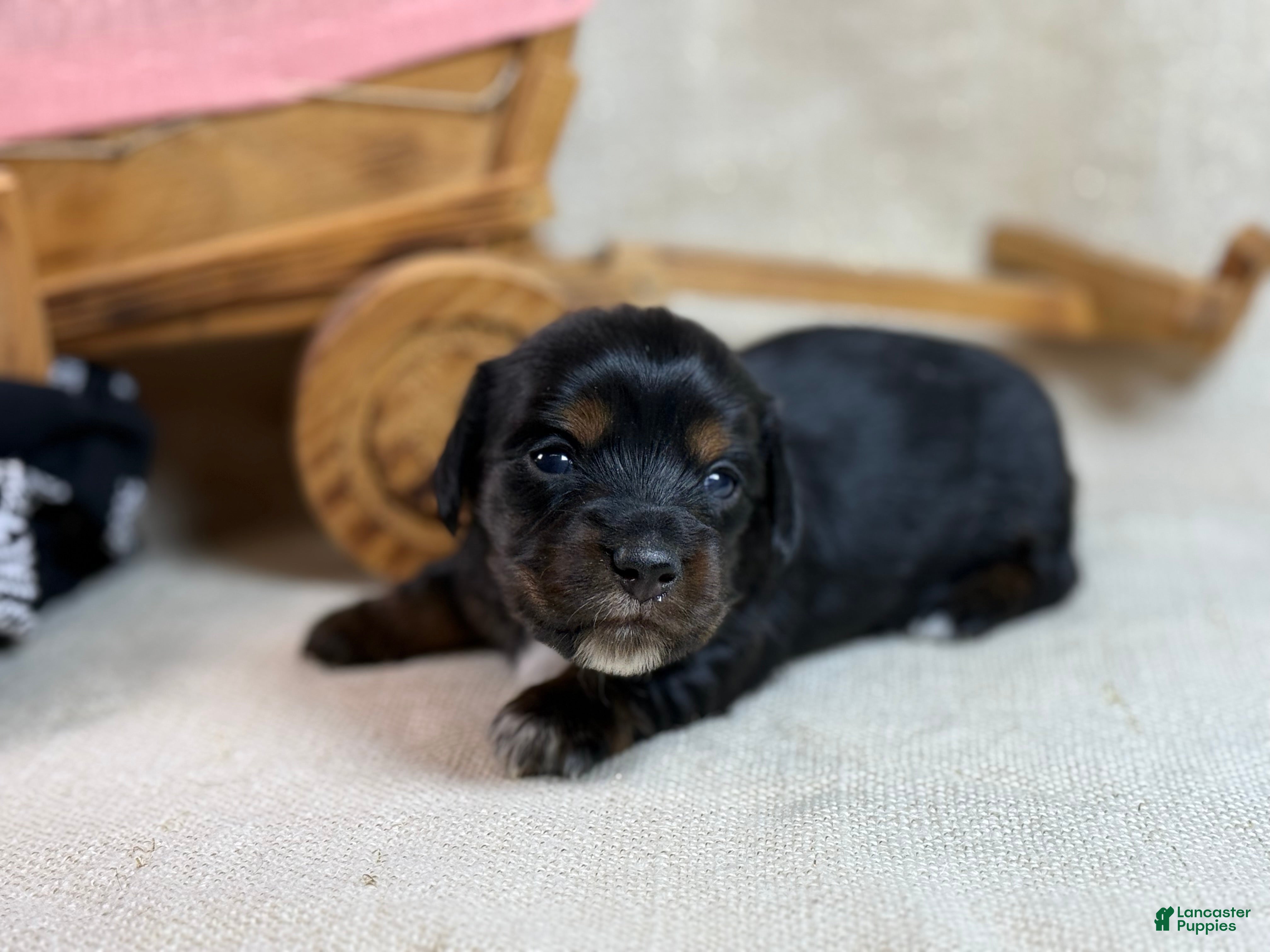 Miniature Dachshund dogs Black girl - Ad 12
