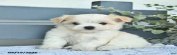 Havanese dogs for sale: Dolly  - Ad 4