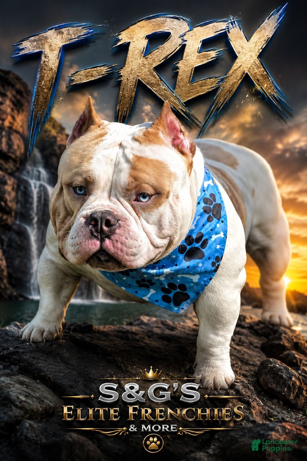 American Bully dogs T-Rex - Ad 35