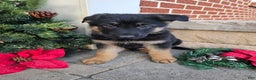 German Shepherd dogs for sale: Scout - Ad 2
