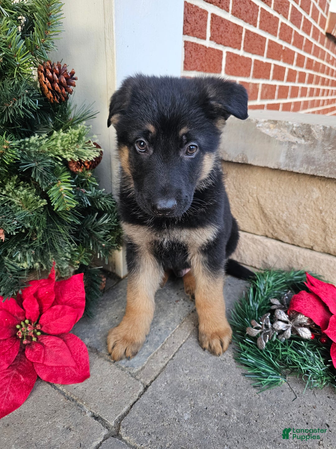 German Shepherd dogs for sale: Scout - Ad 2