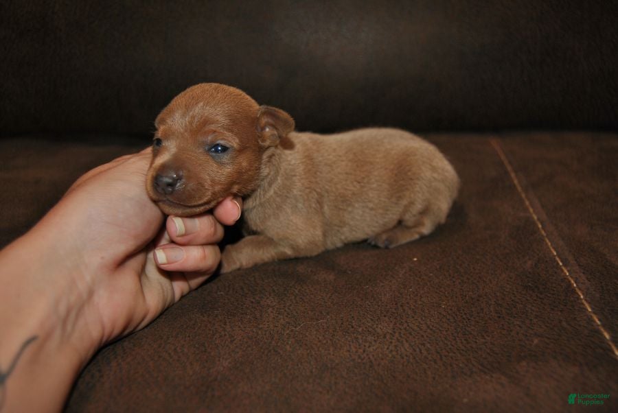 Miniature Pinscher dogs Rocker - Ad 1
