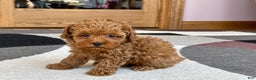 Maltipoo dogs for sale: Shanna - Ad 5