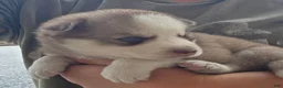 Siberian Husky dogs for sale: Gus - Ad 5