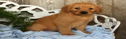 Golden Retriever dogs for sale: Shannon - Ad 3