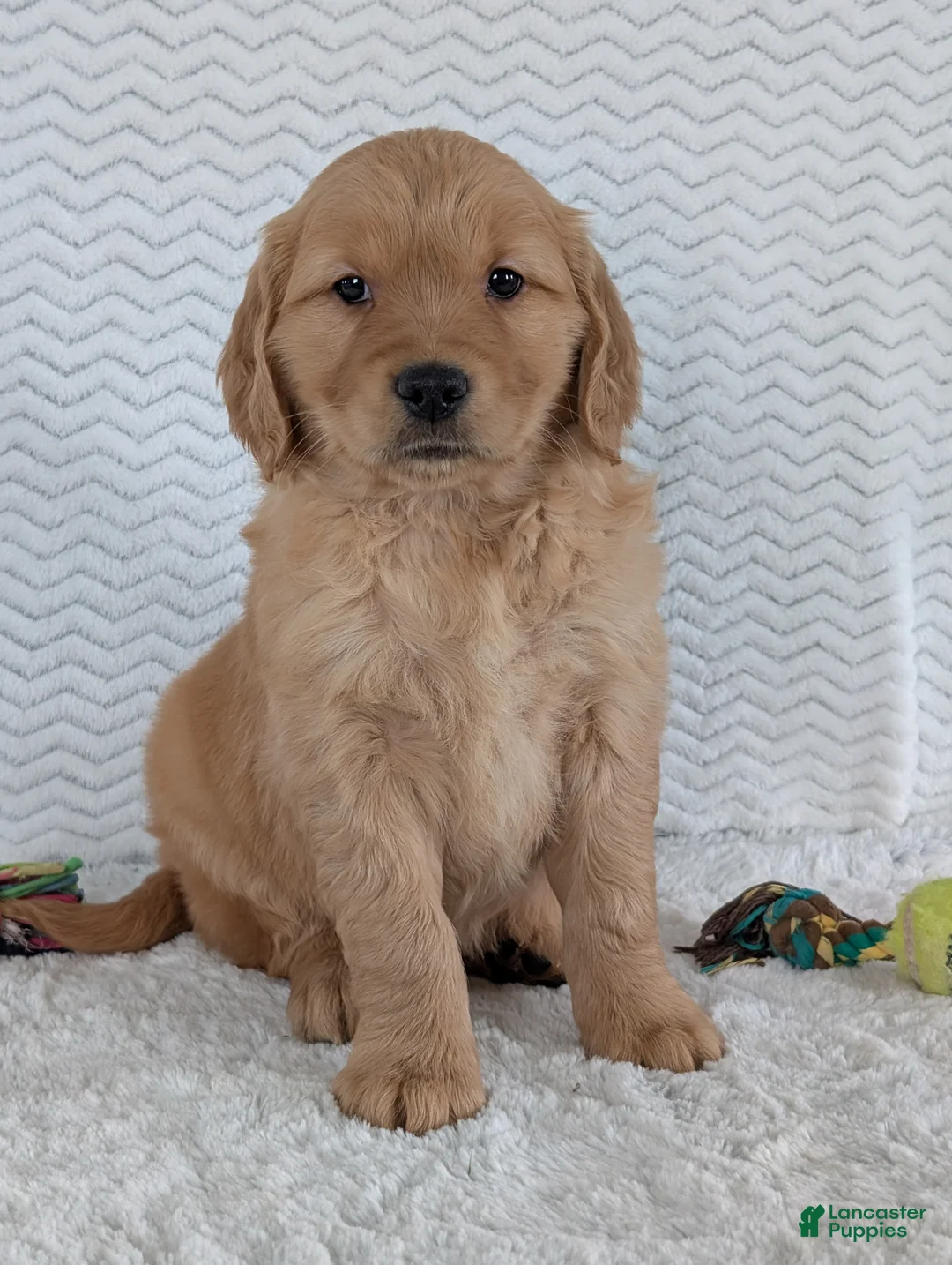 Golden Retriever dogs for sale: Miss Daisy  - Ad 3