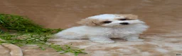 Bichpoo dogs for sale: Khloe  - Ad 3