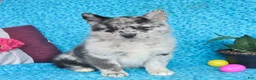 Pomsky dogs for sale: Ocean - Ad 5