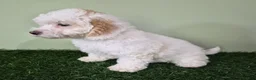 Miniature Poodle dogs for sale: Mercedes - Ad 5