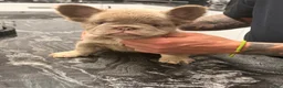 French Bulldog dogs for sale: Pineapple  - Ad 1