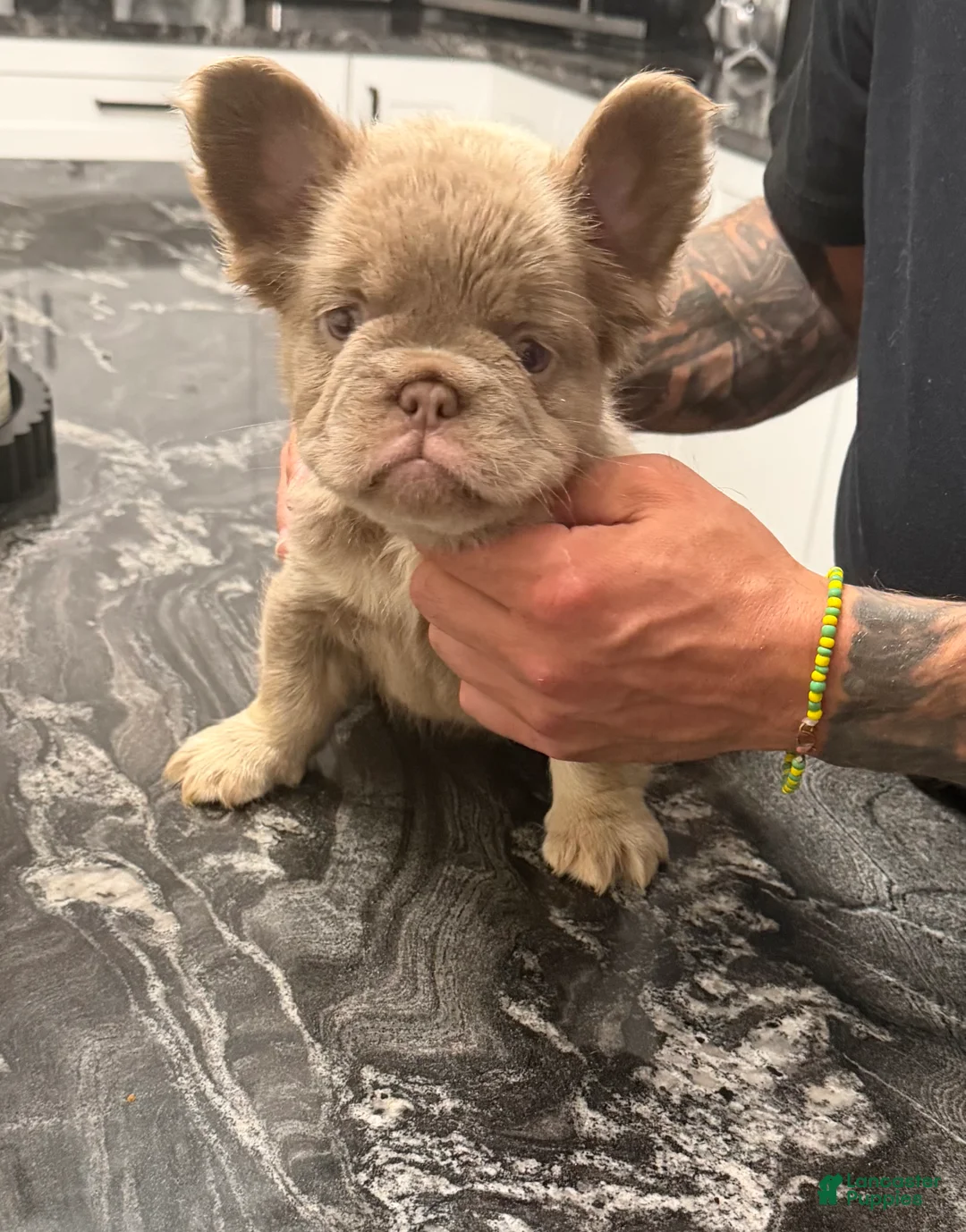 French Bulldog dogs for sale: Pineapple  - Ad 1