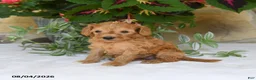Mini Goldendoodle dogs for sale: Rosebud - Ad 4
