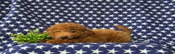 Mini Goldendoodle dogs for sale: Royce 10 lbs full grown - Ad 6