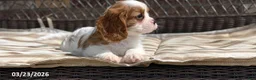 Cavalier King Charles Spaniel dogs for sale: Max - Ad 11