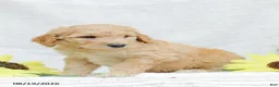 Goldendoodle dogs for sale: Justin - Ad 14