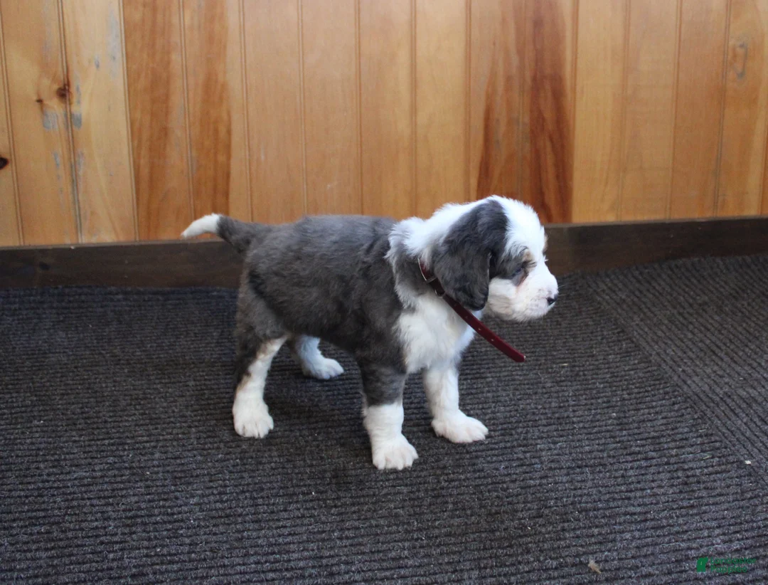 Bernedoodle dogs for sale: Tiger - Ad 10