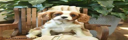 Cavalier King Charles Spaniel dogs for sale: Snickers - Ad 4
