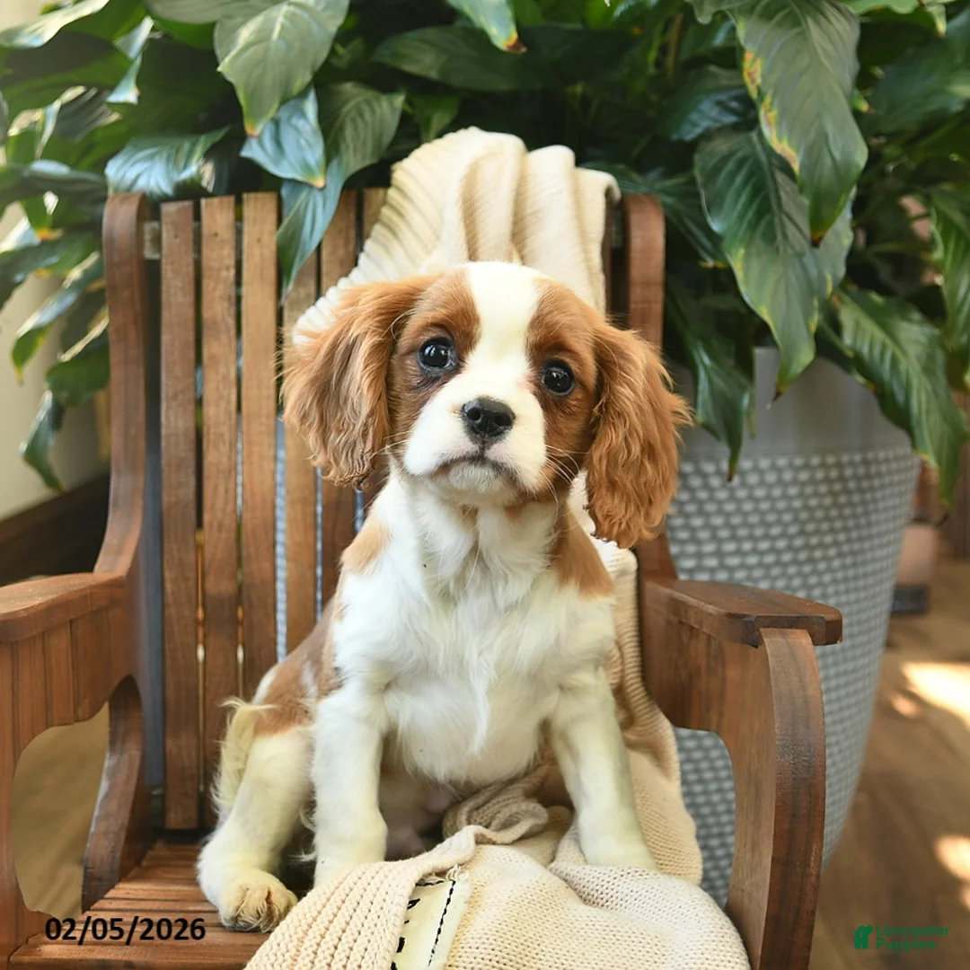 Cavalier King Charles Spaniel dogs for sale: Snickers - Ad 4