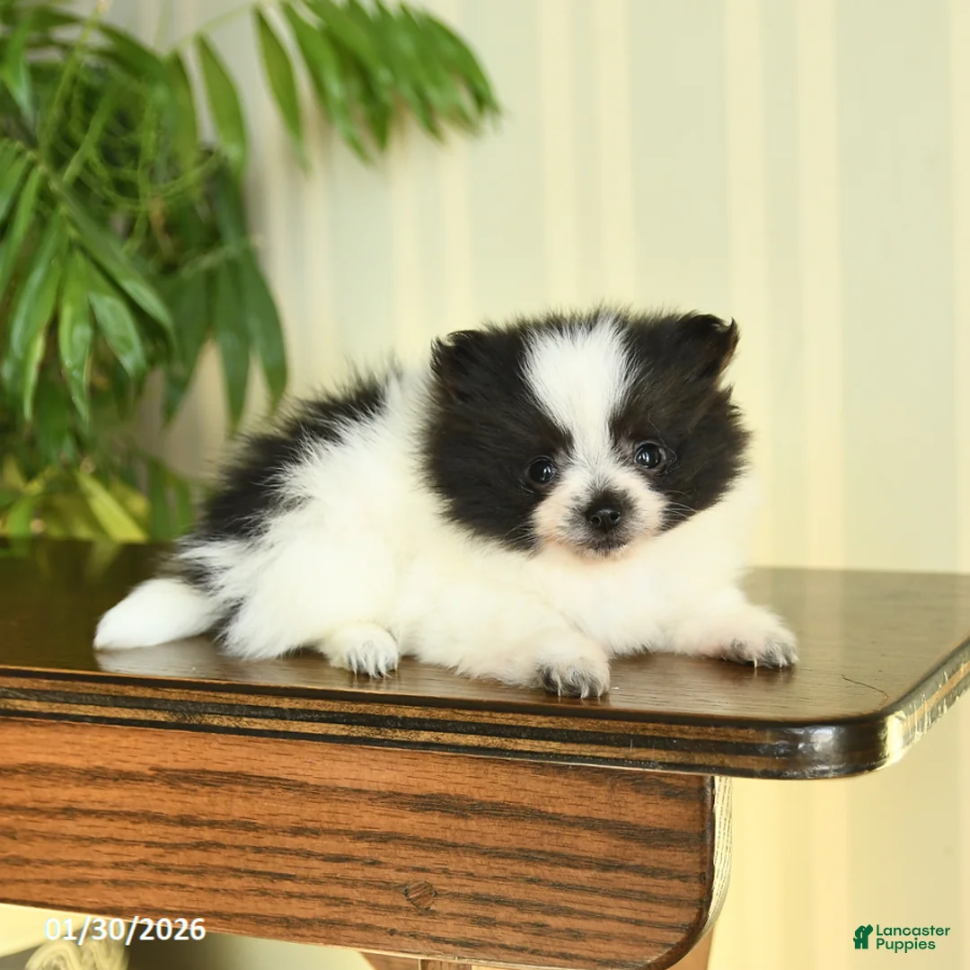 Pomeranian dogs for sale: Clara - Ad 5