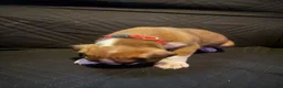 Boxer dogs for sale: Mickey - Ad 4