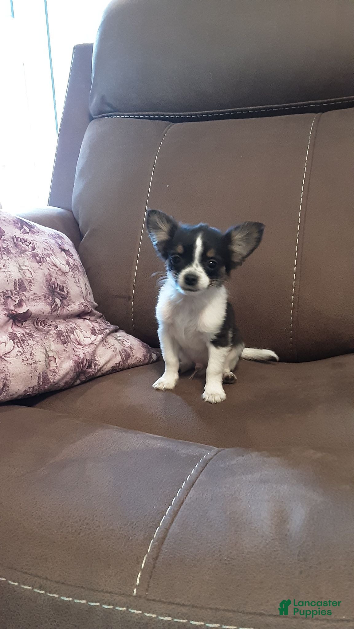 Chihuahua dogs Chihuahua 2 - Ad 33