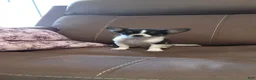 Chihuahua dogs for sale: Chihuahua 2 - Ad 1