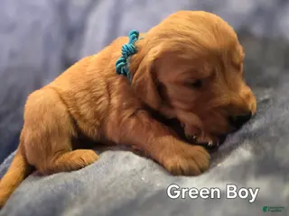 Golden Retriever dogs Green Boy - Ad 8