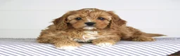 Cavapoo dogs for sale: Tommy - Ad 1