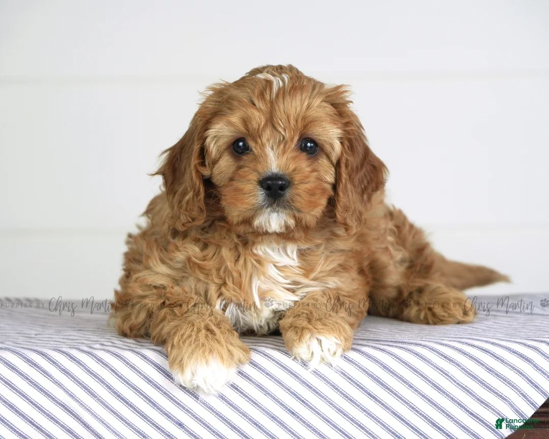 Cavapoo dogs for sale: Tommy - Ad 1
