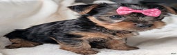 Yorkshire Terrier dogs for sale: Anna - Ad 9