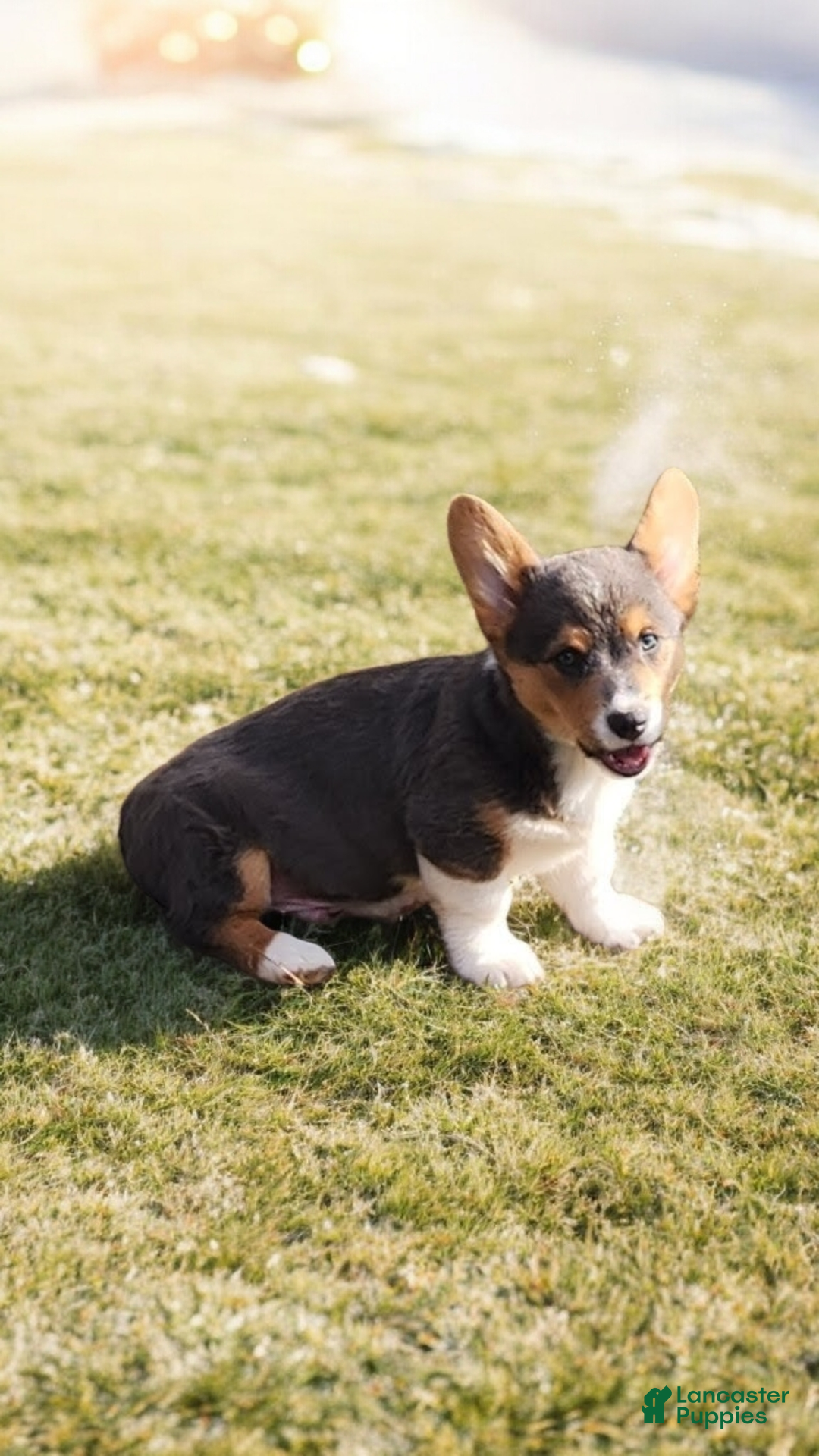 Welsh Corgi Pembroke dogs for sale: Abel Bluie - Ad 10
