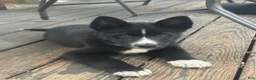 Siberian Husky dogs for sale: Shadow - Ad 8