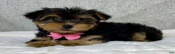 Yorkshire Terrier dogs for sale: Haley - Ad 5