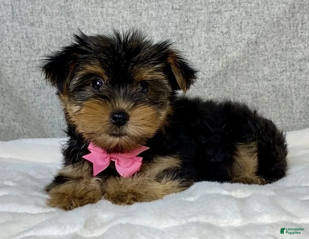 Yorkshire Terrier dogs for sale: Haley - Ad 5