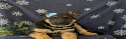 German Shepherd dogs for sale: Clara - Ad 6