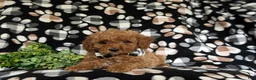 Miniature Poodle dogs for sale: Sniper - Ad 6