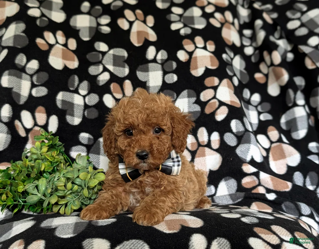 Miniature Poodle dogs for sale: Sniper - Ad 6