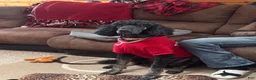 Standard Poodle dogs for sale: Opal - Ad 6